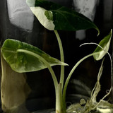 Alocasia maharanii albo 1