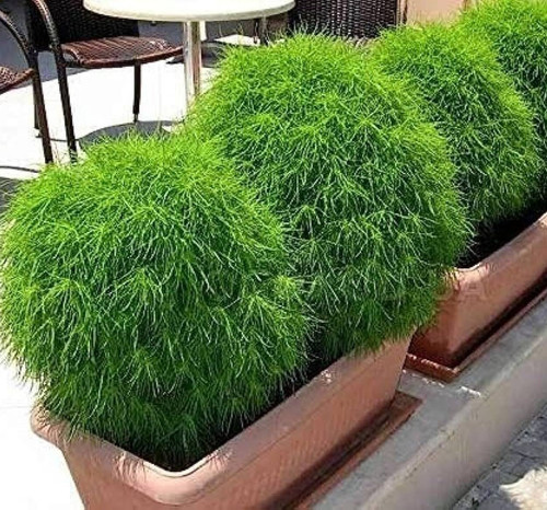 51 1kochia flower seeds bdsresol.jpg