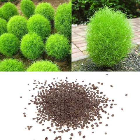 100 kochia seeds gardenify india.jpg