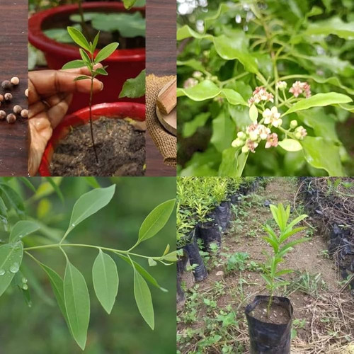 61NRsealHaL. AC UF1000,1000 QL80 .jpg