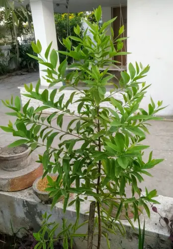 sandalwood tree planting 141608217.webp