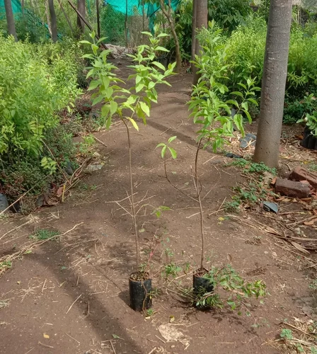 white sandalwood plant 500x500.webp
