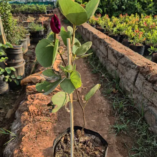 Untitled design 7.webp