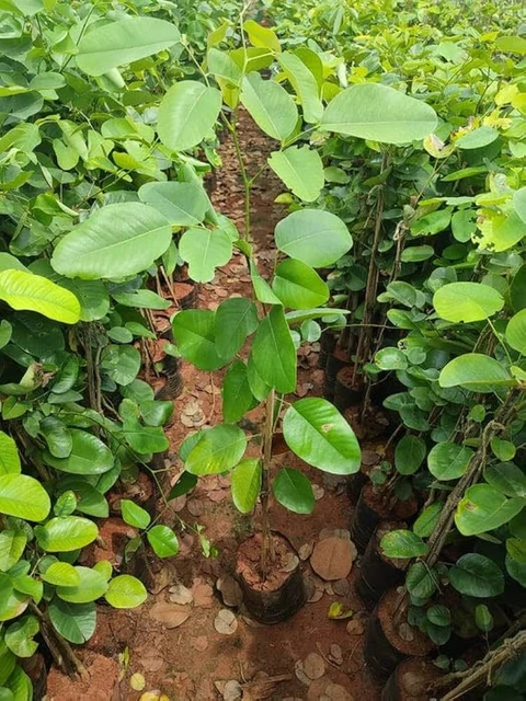 yes perennial yes red chandan plant ss77 small 1 grow bag original imahfuy7uzyz6gbj.webp