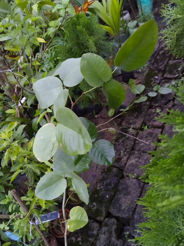 red sandalwood lal chandan tree live plant.jpg