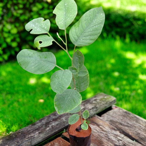 Red Sandal Wood Plant 1 Photoroom (1).jpg