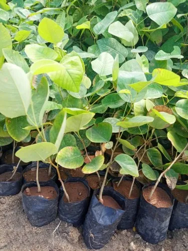 red sandalwood plant 500x500.webp