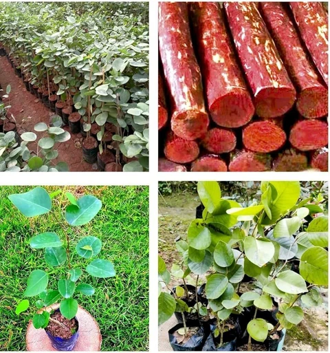 yes perennial yes red sandalwood plant small 1 grow bag original imah44duagyyy37t.webp