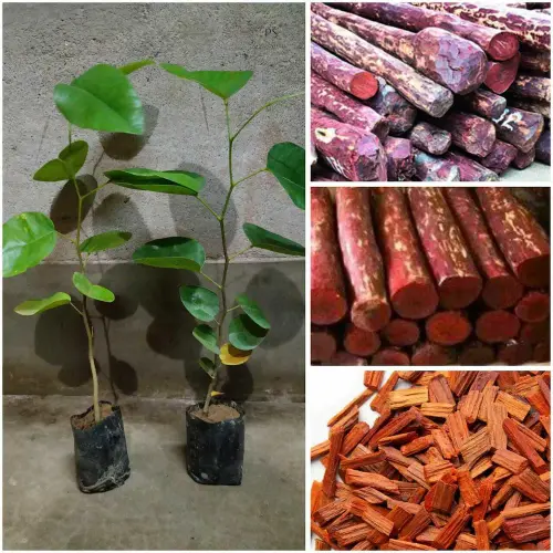 treeinkle laal chandan tree plant red sandalwood plant product images orv5euwh5eg p610597686 5 20241.webp