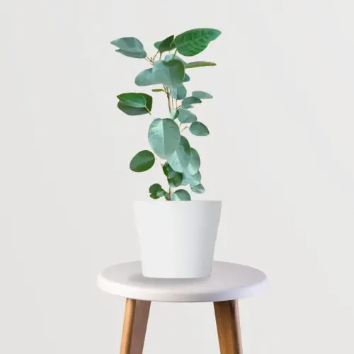 WhatsApp Image 2025 05 24 at 5.19.19 PM.webp