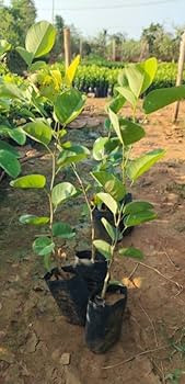 51dg7+71ZoL. AC UF350,350 QL80 (1).jpg