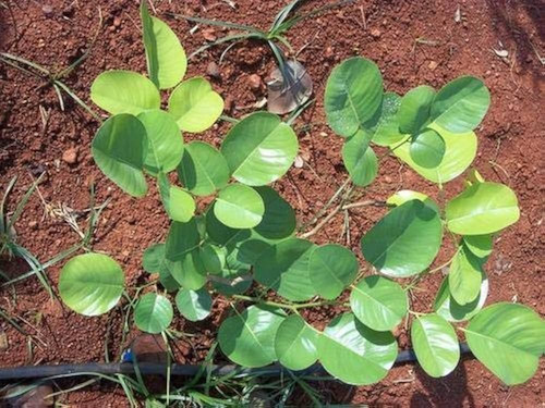 51Swxb6KkeL. AC UF1000,1000 QL80 .jpg