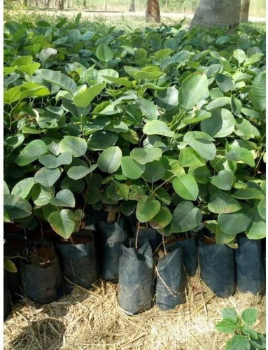 61isidmM+SL. AC UF1000,1000 QL80 .jpg