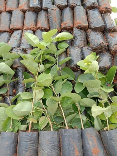 61LJpbvddmL. AC UF1000,1000 QL80 .jpg