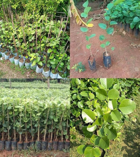 71bWl5mQ7hL. AC UF1000,1000 QL80 .jpg