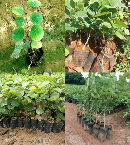 71f+bS2+m8L. AC UF1000,1000 QL80 .jpg