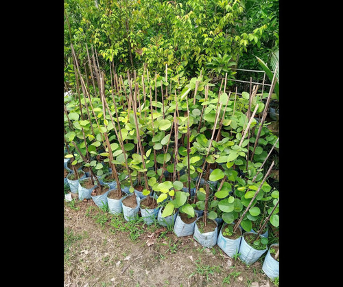 814waItiDjL. SR1555,1300 .jpg