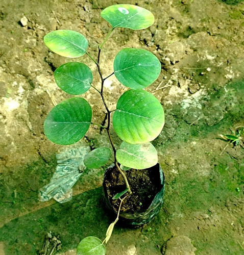 71OOvE0nvOL. AC UF1000,1000 QL80 .jpg