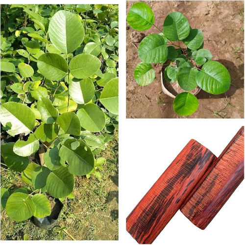 71Yab tEryL. AC UF1000,1000 QL80 .jpg