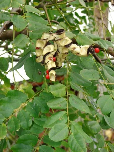 no annual yes live red sandalwood plant withoutpot 0027 original imagnxywqszrpvtr.webp