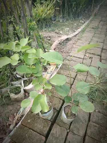 no biennial yes redchandansandawoodplant 1 chandan original imageyfkqb3vevzt.webp