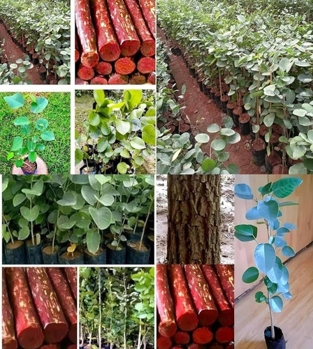 717ZawT7byL. AC UF1000,1000 QL80 .jpg