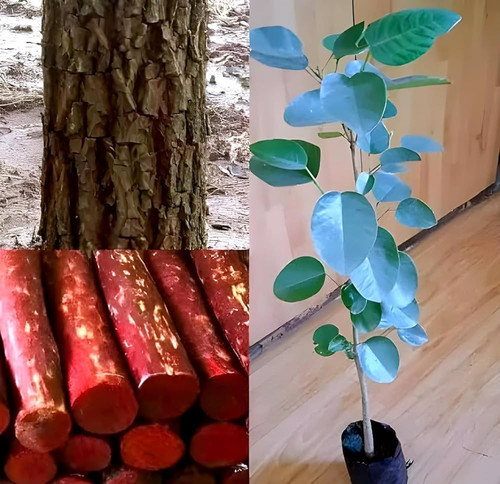 714e2tQJ+KL. AC UF1000,1000 QL80 .jpg