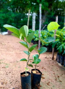 annual no no red chandan plant1 1 lal chandan plant enriched 0 original imah76pnwryw65gd.webp