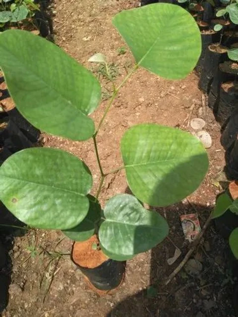 no annual no alive live red sandalwood sanders plant hindi name original imagm4vhufsebqd8.webp