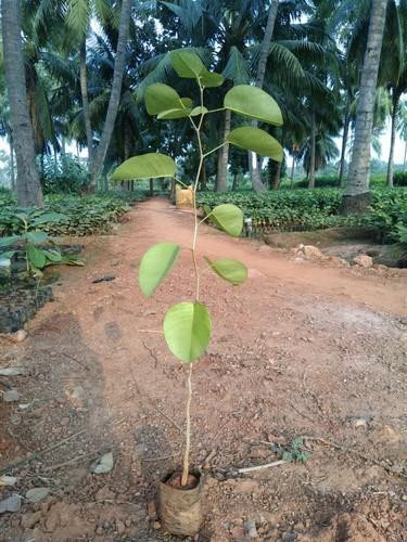 natural red sandalwood plant 958.jpg