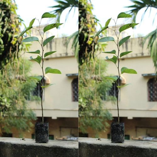 615QQ3NRxIL. AC UF1000,1000 QL80 .jpg