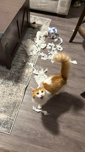 651228342 927816310220763 8809755252877145177 n.jpg