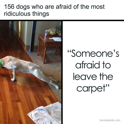 funny dogs scared.jpg