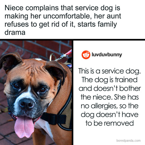 service dog family drama.jpg