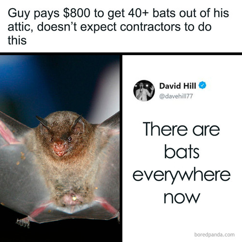40 bats attic.jpg