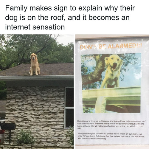 internet sensation dog.jpg