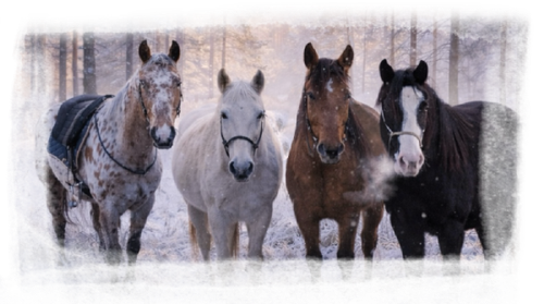 IMG 7275.png
