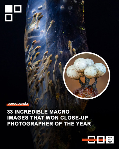 macro photography winners.jpg
