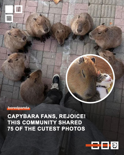 wholesome photos capybara.jpg