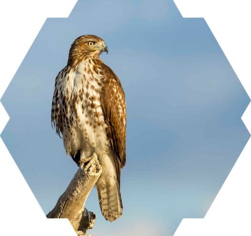 red-tailed hawk.png