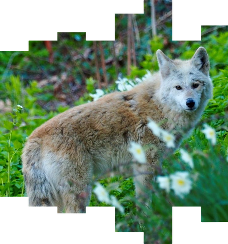white coyote.png