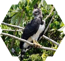 harpy eagle.png