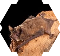 Brazilian free tailed bat.png