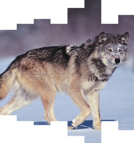grey wolf.png