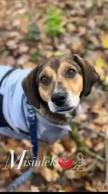 1njZ tyiRlLKzBVo.jpg