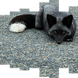 silver fox.png