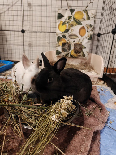 HA 7ysebwAAONfK?format=jpg.jpg