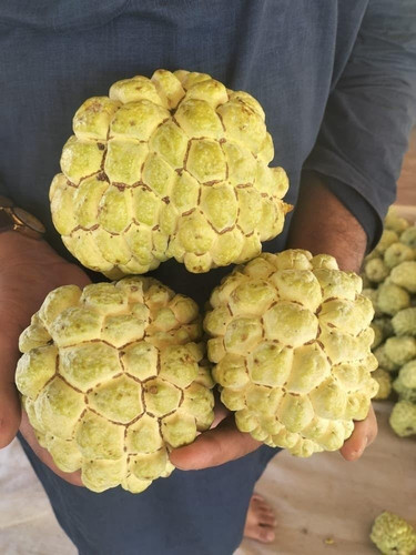 61QVXGtm1ZL. SL1000 .jpg