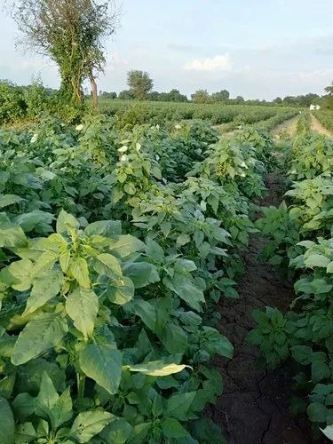 product jpeg 500x500.jpg