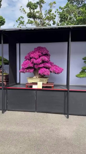 cuaEm5Q99 Cenqy8.jpg